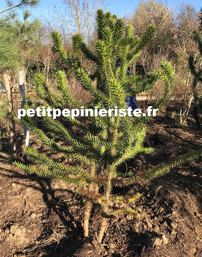 araucaria cépée